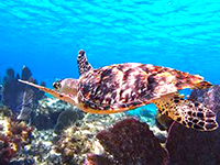 Best Cozumel Snorkeling Tours to discover the Best Cozumel Reefs in Cozumel Mexico