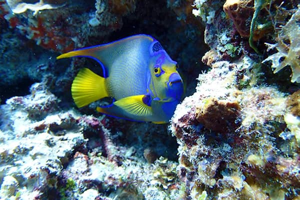 Catamaran Snorkel Tour Cozumel photo 3