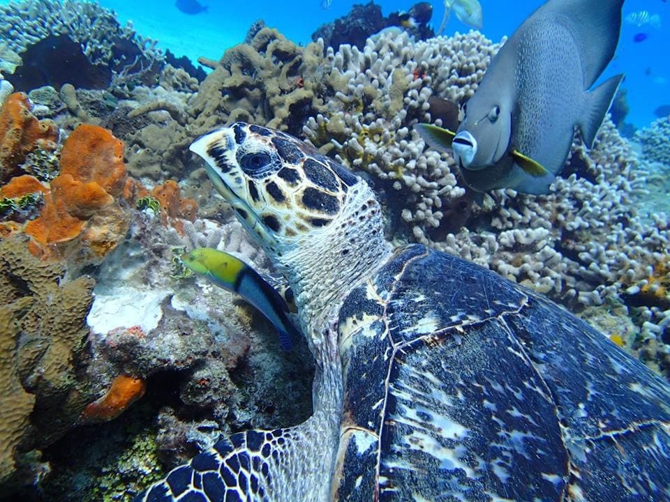Discover Scuba Diving Cozumel - Diving tour in Cozumel, Mexico