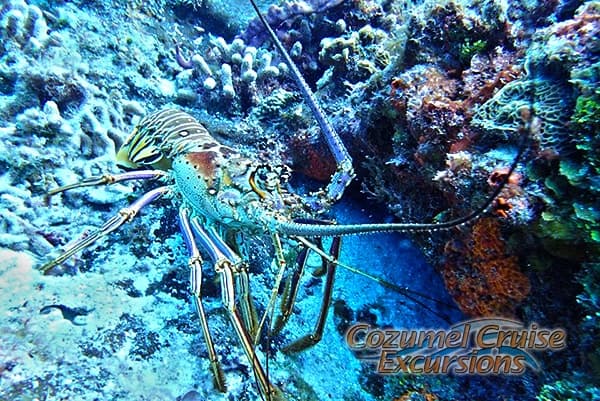 Cozumel Snorkel Tour photo 5