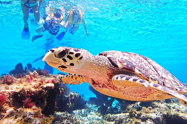 snorkeling cozumel during a cozumel dune buggy excursion