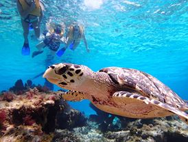 deep sea fishing cozumel for the best cozumel deep sea fishing tour in cozumel fishing tour to go fishing in cozumel fishing charter boat to fish in cozumel mexico