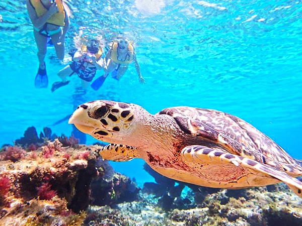 best snorkeling in cozumel snorkeling tour in cozumel mexico