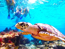 Bar Hopping in Cozumel to Punta Sur Park Cozumel Mexico